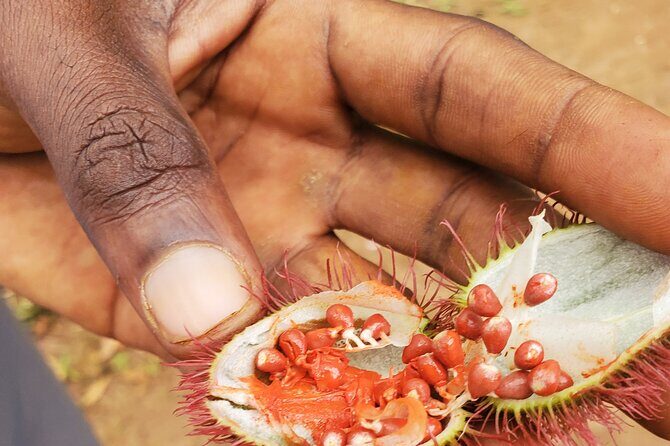 Spice Tour Zanzibar - The Plantation Walk: Touch, Smell, Taste, and Learn What Different Spice Parts Look Like