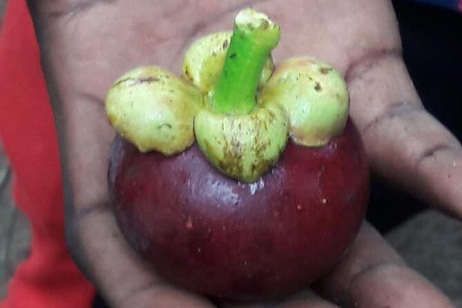 Spice Tour Zanzibar - The Best Moments: Coconut Demo, Local Fruit, and Take-Home Crafts