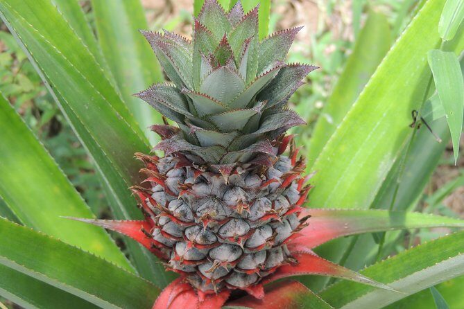 Spice Tour Zanzibar - Small Group Energy and Guide Care: What You’ll Notice With a Max of 9