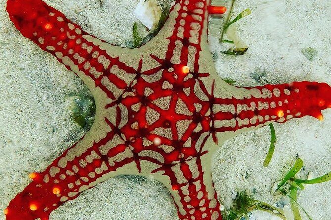 Starfish Adventure; The Rock Restaurant; Kuza Cave, Salaam Cave - How a 9-hour private day tour actually feels in Zanzibar