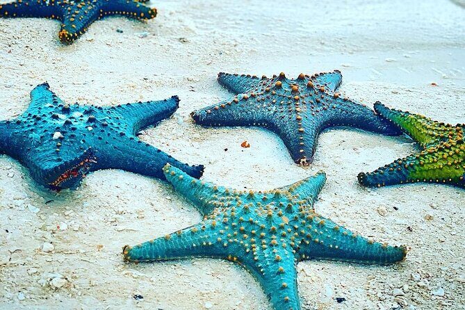 Starfish Beach; The Rock; Paje Beach; Jozani Forest; Salaam Cave - How this private Zanzibar day is actually set up