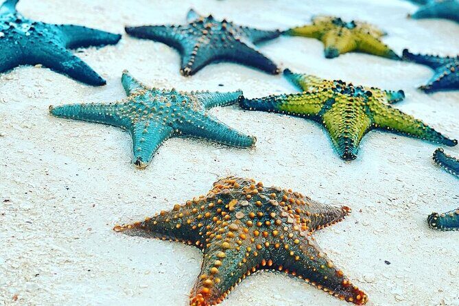 Starfish Beach; The Rock; Paje Beach; Jozani Forest; Salaam Cave - Jozani Forest Park and mangroves: short walk, real wildlife vibes