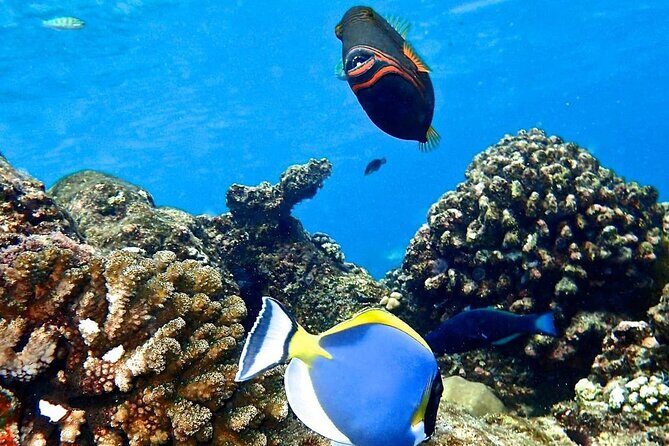 Starfish Beach; The Rock; Paje Beach; Jozani Forest; Salaam Cave - Salaam Cave Aquarium: sea turtles and a marine stop that breaks the pattern
