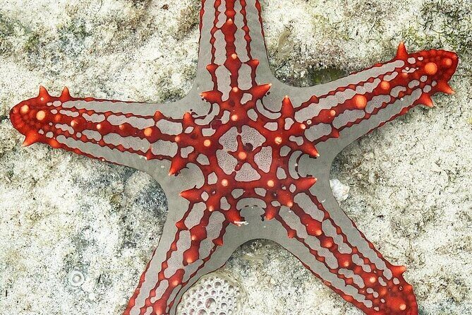 Starfish Beach; The Rock; Paje Beach; Jozani Forest; Salaam Cave - What I’d pack and how I’d handle the day