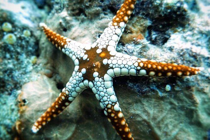 Starfish Beach; The Rock; Paje Beach; Jozani Forest; Salaam Cave - Starfish Beach and Michamvi Coral Garden: Zanzibar sea life, close-up