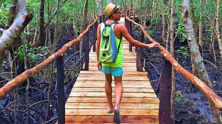 Stone Town: Jozani Chwaka Bay National Park Half-Day Tour - Key highlights you’ll feel fast