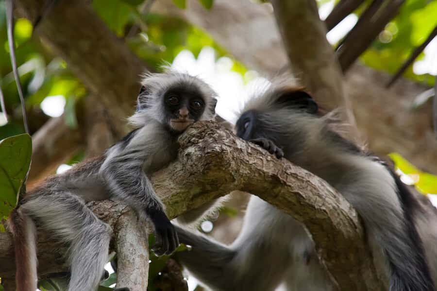 Stone Town: Jozani Chwaka Bay National Park Half-Day Tour - Jozani Chwaka Bay: the short trip with a big target