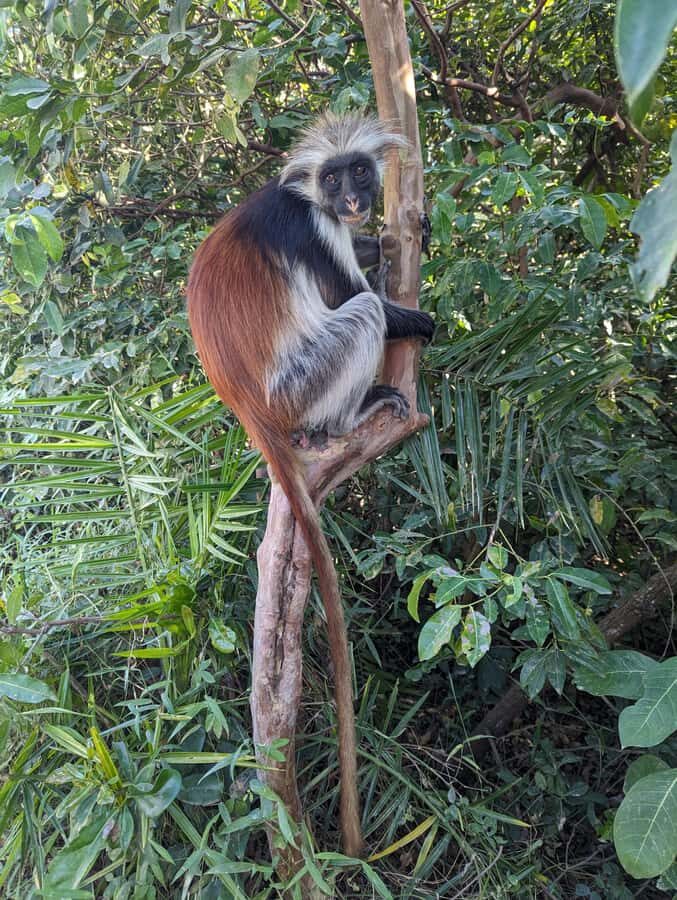Stone Town: Jozani Chwaka Bay National Park Half-Day Tour - Mangrove boardwalk: a totally different Zanzibar habitat