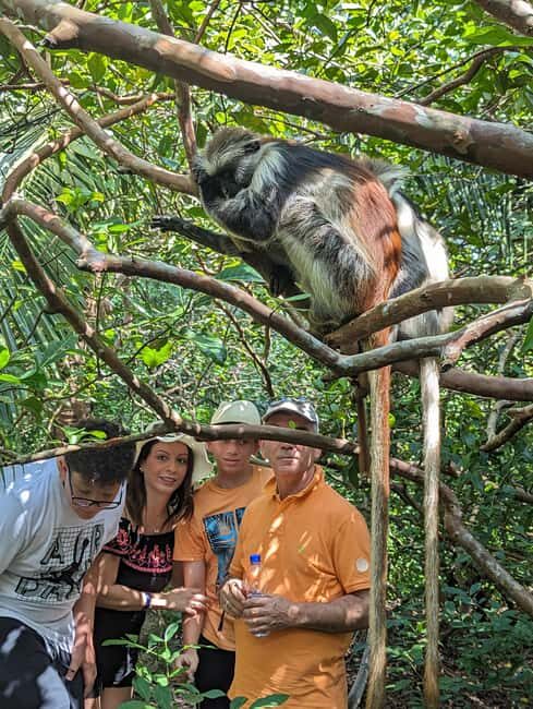 Stone Town: Jozani Chwaka Bay National Park Half-Day Tour - Turtle rehabilitation center: wildlife viewing with a purpose