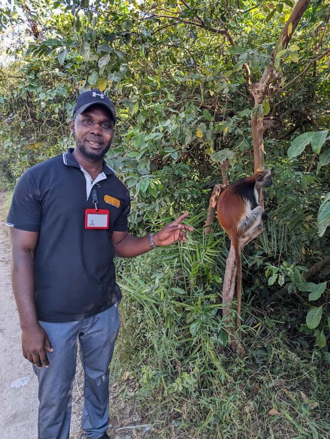 Stone Town: Jozani Chwaka Bay National Park Half-Day Tour - Stone Town pickup and the reality of a 4-hour day