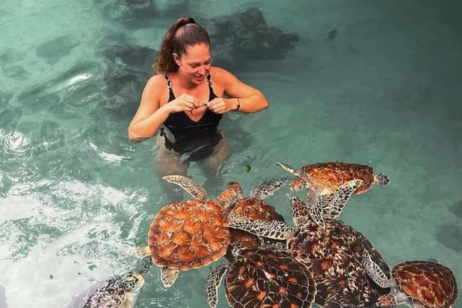 Stone Town, Jozani Forest, Sea Turtles & The Rock Restaurant - Quick take: what makes this day feel worth it