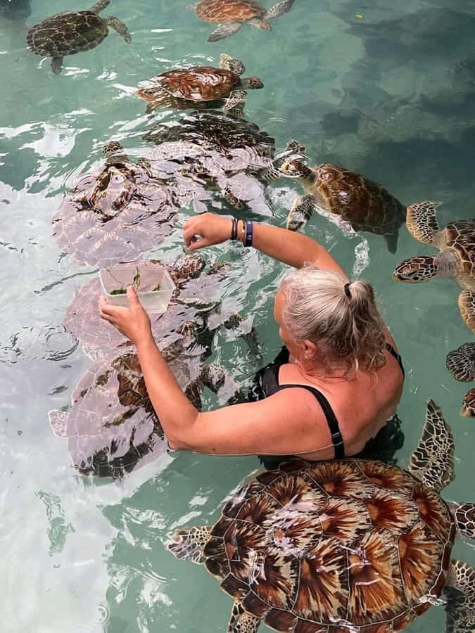 Stone Town, Jozani Forest, Sea Turtles & The Rock Restaurant - A smart way to see Zanzibar’s highlights in about 8 hours
