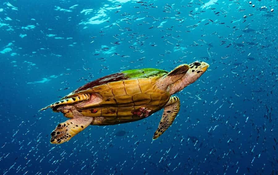 Swim with Sea Turtles, Kuza Cave, Paje Beach, The Rock Lunch - Jozani Forest and the red colobus moment