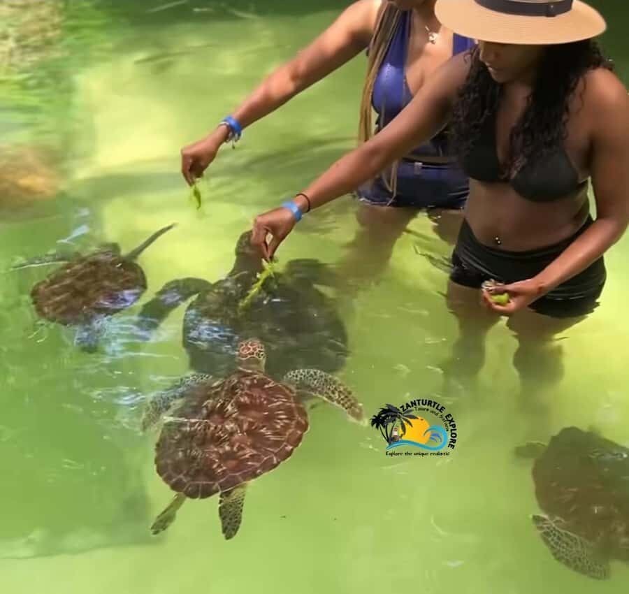 Swim with Turtles at The Lagoons Zanzibar & Stone Town Tour - Key things you’ll notice