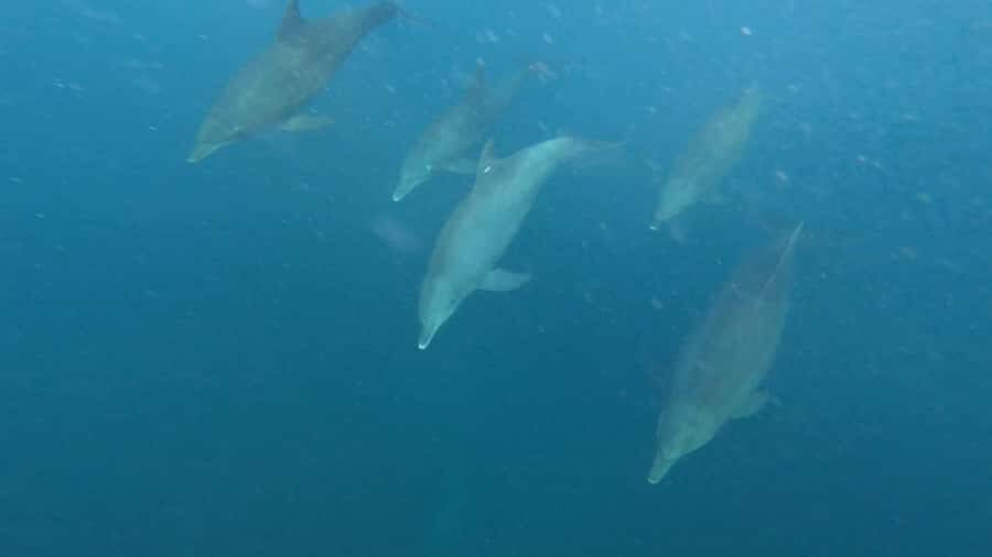 swimming with dolphin in kizimkazi zanzibar - Swimming and Snorkeling Gear: The Part That Can Make or Break It