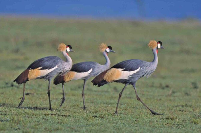 Tanzania 4 Days 3 Nights Budget camping safari to Serengeti and Ngorongoro - A Budget 4-Day Safari That Actually Gives You Time in the Parks