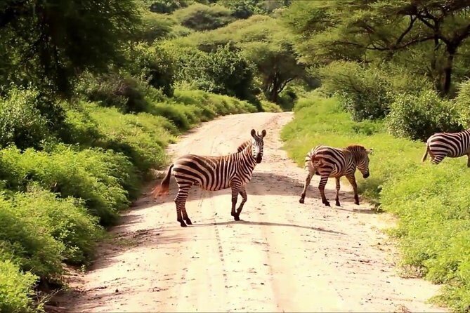 Tanzania 4 Days 3 Nights Budget camping safari to Serengeti and Ngorongoro - Day 2 in Serengeti: Morning and Afternoon Drives Plus Hippo Pool