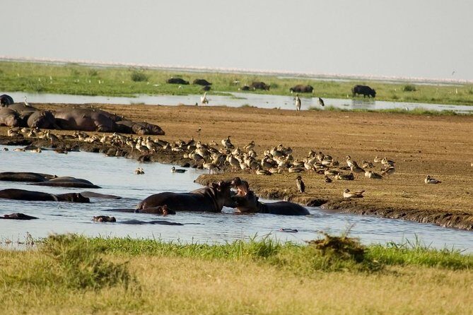 Tanzania 4 Days 3 Nights Budget camping safari to Serengeti and Ngorongoro - Night in Seronera: The Real Meaning of Budget Camping