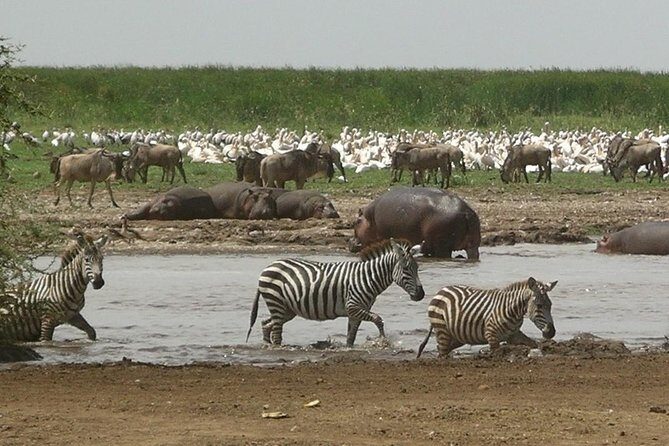 Tanzania 4 Days 3 Nights Budget camping safari to Serengeti and Ngorongoro - Day 3: The Big Switch From Serengeti to Ngorongoro Crater Rim