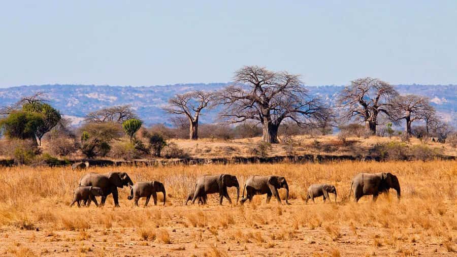 Tanzania: Big 5 Tour - Tarangire and Ngorongoro in 48 hours: the Big 5 shortcut that works
