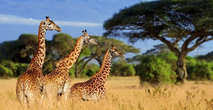 Tanzania: Big 5 Tour - Day 1 in Tarangire: Big 3 country with a sunset bonus