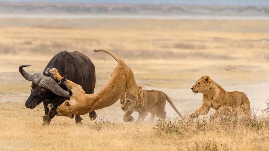 Tanzania: Big 5 Tour - Food, picnic lunches, and what’s included with drinks