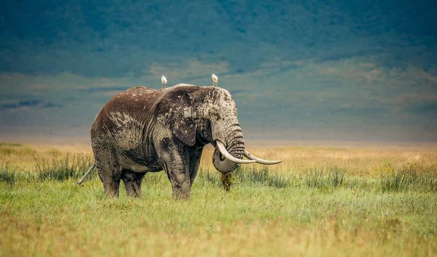 Tanzania: Big 5 Tour - Rules you should plan around (so the day stays smooth)