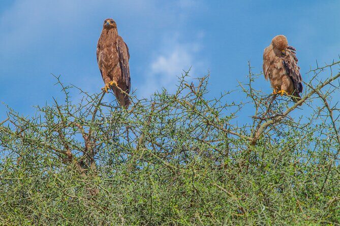 Tanzania Classic Safari 3 Days / 2 Nights - A fast 3-day safari loop that stays focused