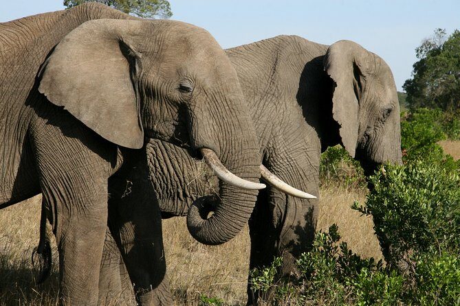 Tanzania Classic Safari 3 Days / 2 Nights - Day 2: Ngorongoro Crater half-day game drive with black rhino focus