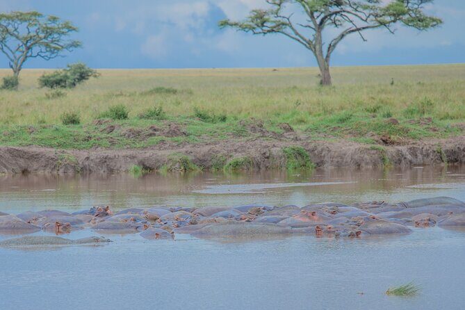 Tanzania Classic Safari 3 Days / 2 Nights - Day 3: Lake Manyara’s baobab shade, monkeys, and hippo country vibes
