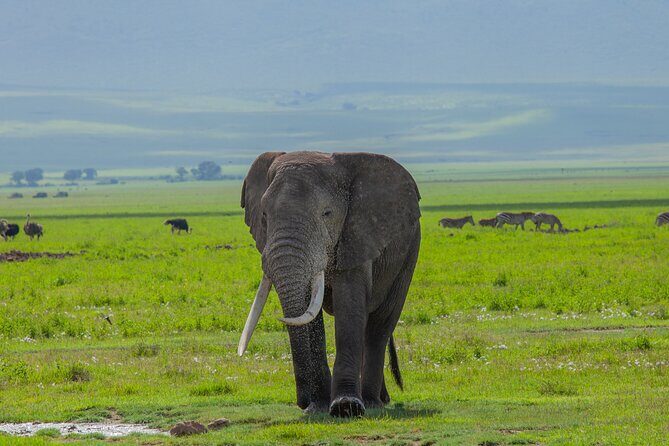 Tanzania Classic Safari 3 Days / 2 Nights - The safari vehicle and guide setup that makes or breaks the day