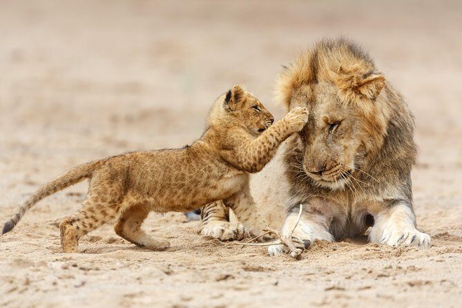 Tanzania Classic Safari - 7 Days - Price and Value: What $8,900 Per Person Covers