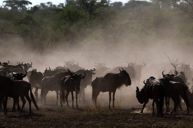 Tanzania Classic Safari - 7 Days - Tarangire National Park: Big Elephants and Ancient Baobab Trees