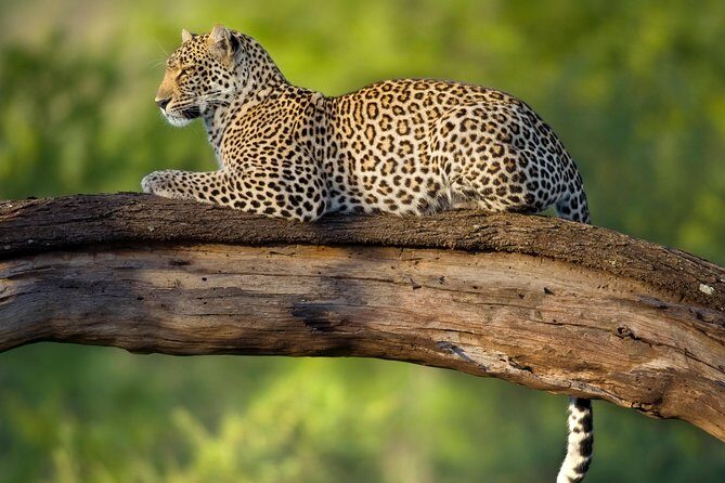 Tanzania Classic Safari - 7 Days - Serengeti National Park: Why Two Days (and a Camp Inside) Improve Your Odds