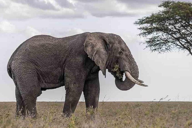 Tanzania Classic Safari - 7 Days - Ngorongoro Crater: The Big Five Shot From Down in the Bowl