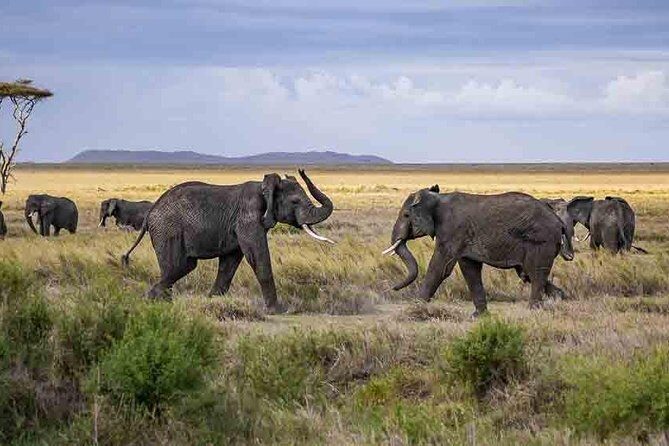 Tanzania Classic Safari - 7 Days - What Private Transport and a Pro Guide Actually Change