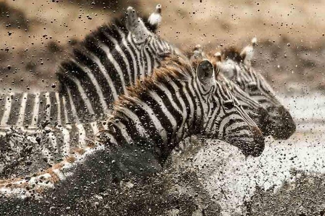 Tanzania Classic Safari - 7 Days - Day 1: Arusha Arrival With a Real Intro to the Program