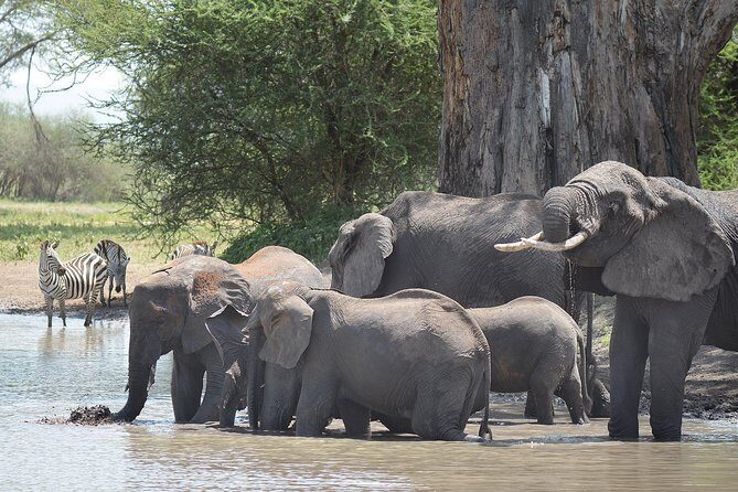 Tanzania Experience Safari and Tours - A private 5-day safari from Arusha: what the rhythm feels like