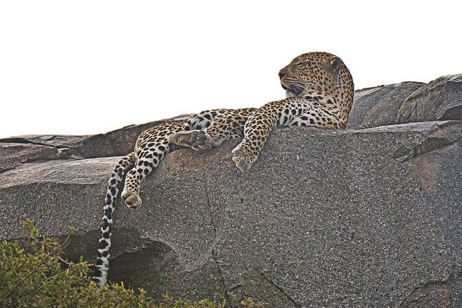 Tanzania Experience Safari and Tours - Serengeti National Park full day: Big Five territory and long search time
