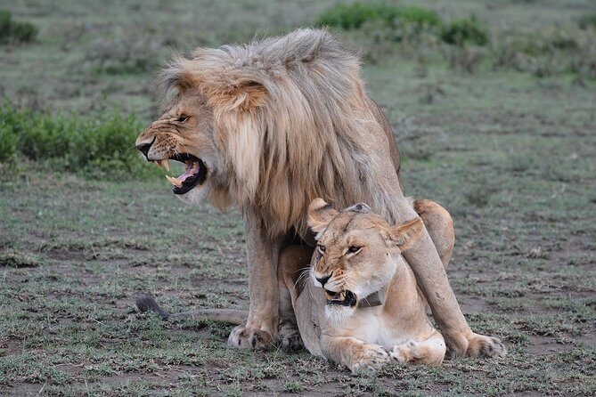 Tanzania Experience Safari and Tours - The 06:00 Crater descent: wildlife in a high-walled bowl