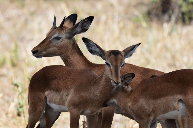 Tanzania Experience Safari and Tours - Price and what’s actually included vs extra