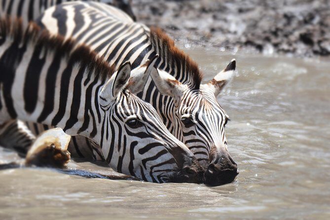 Tanzania Experience Safari and Tours - FAQ