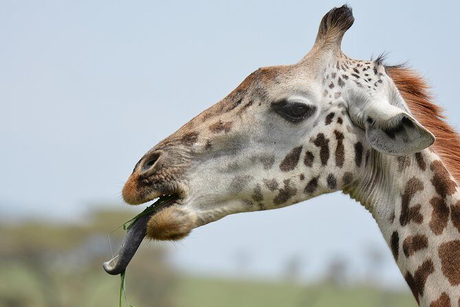 Tanzania Experience Safari and Tours - Olduvai Gorge on the way to Serengeti: deep-time fossil stop