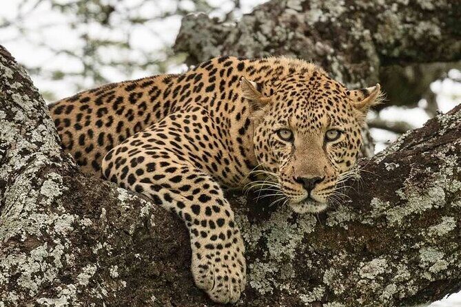 Tanzania Luxury Safari - Moshi to Arusha: The Start That Doesn’t Feel Like a Grind