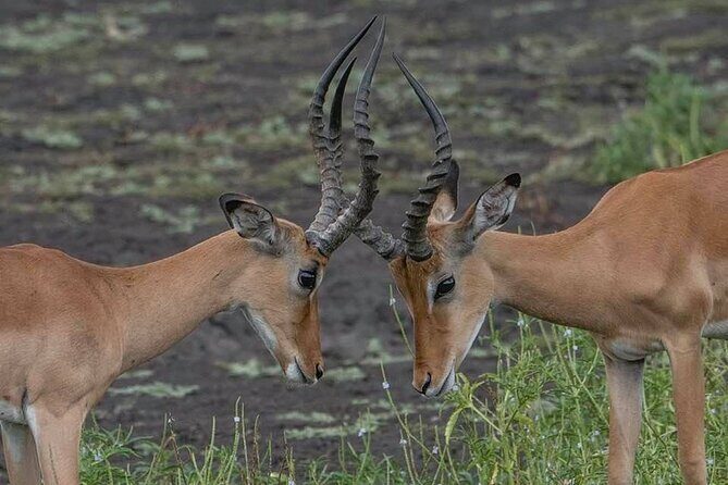 Tanzania Luxury Safari - The Second Serengeti Day: Longer Hours, More Chances
