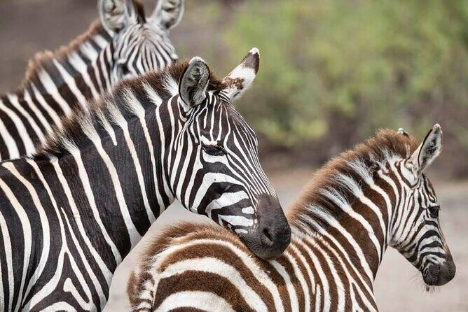 Tanzania Luxury Safari - Karatu and the Return to Kilimanjaro: Wrap-Up Without Chaos