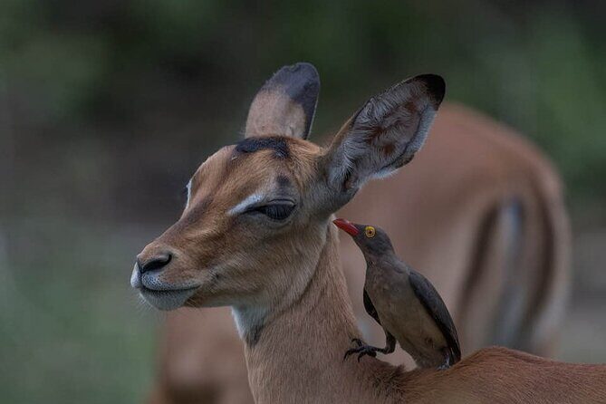 Tanzania Luxury Safari - Price and Value: What You’re Really Paying For