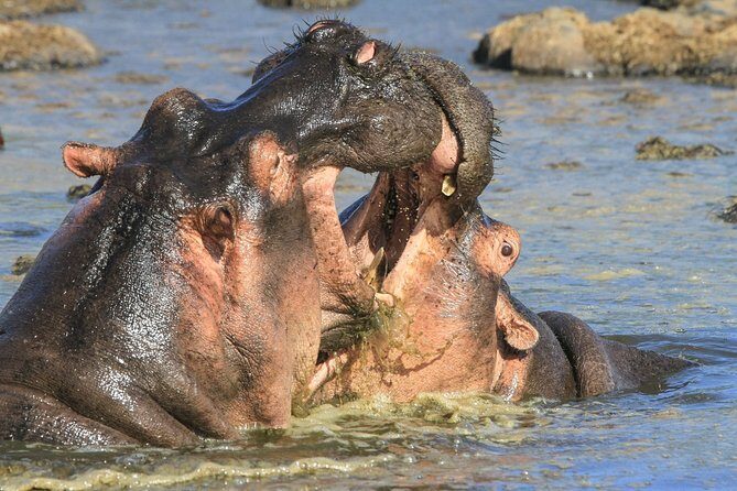 Tanzania Safari 10 Days- Serengeti, Lake Manyara, Ngorongoro Crater. - Serengeti at dawn and dusk: herds, predator chances, and optional balloon time