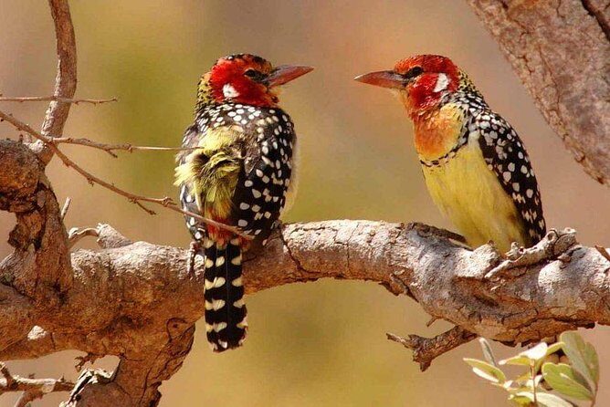 Tanzania Safari Join Group - Open-Roof 4x4s and a Max of 6: How the Ride Affects Your Spotting