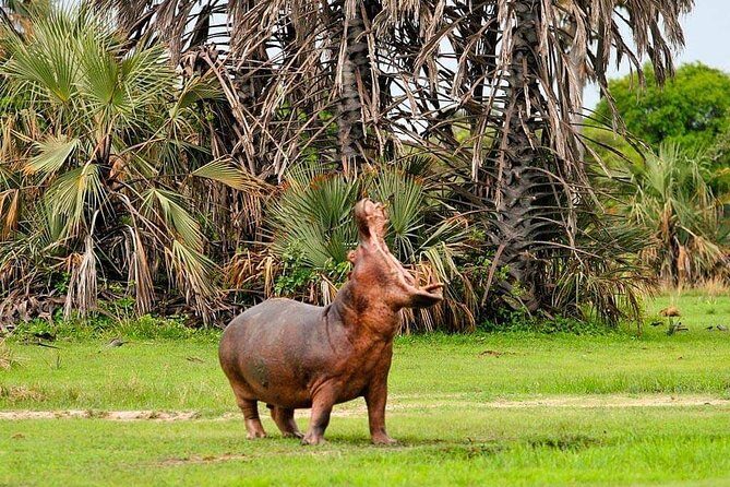 Tanzania Safari Join Group - Day 2: Serengeti Entry Day with Naabi Gate Picnic and a Route Game Drive